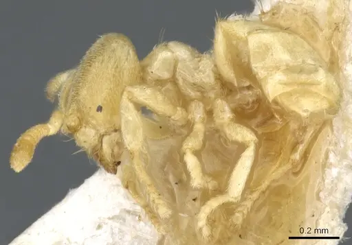 Acropyga pallida specimen CASENT0903176 image casent0903176_3