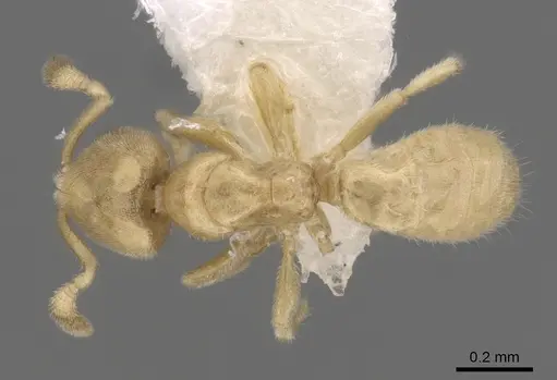 Acropyga panamensis specimen CASENT0249922 image casent0249922_1