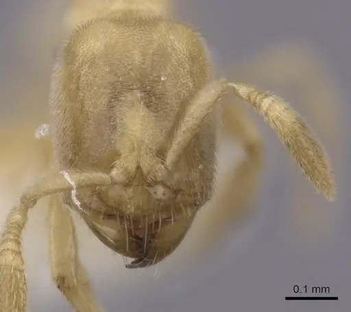 Acropyga panamensis specimen CASENT0249922 image casent0249922_2