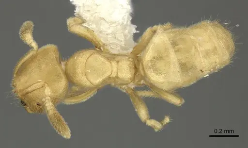 Acropyga panamensis specimen CASENT0611902 image casent0611902_1