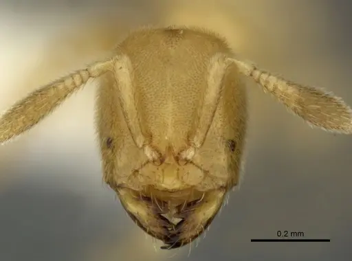 Acropyga panamensis specimen CASENT0611902 image casent0611902_2
