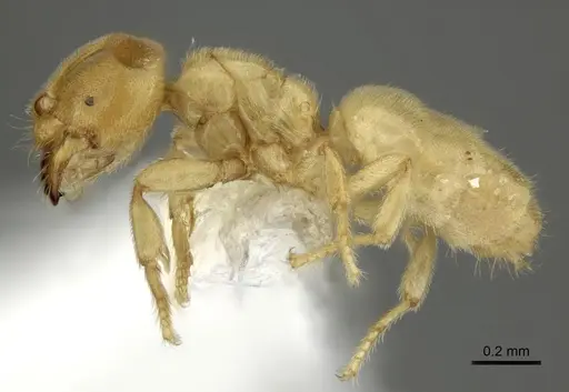 Acropyga panamensis specimen CASENT0611902 image casent0611902_3