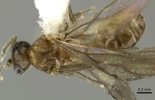 Acropyga panamensis specimen CASENT0611915 image casent0611915_1