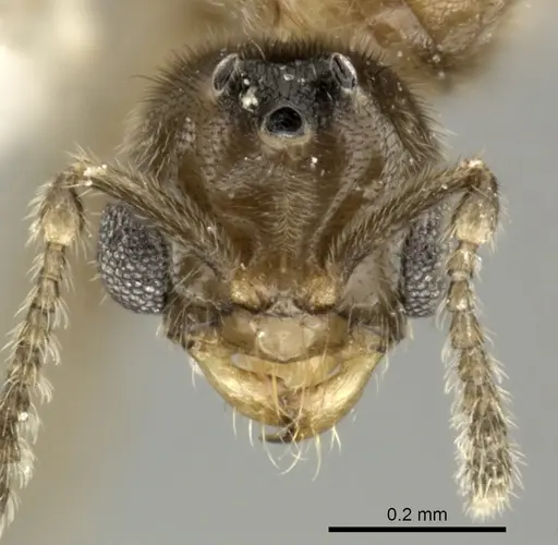 Acropyga panamensis specimen CASENT0611915 image casent0611915_2