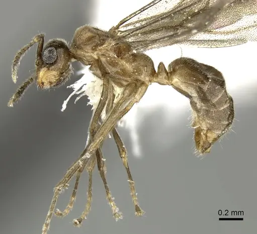 Acropyga panamensis specimen CASENT0611915 image casent0611915_3