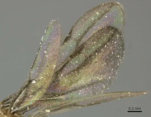 Acropyga panamensis specimen CASENT0611915 image casent0611915_4
