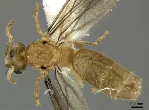 Acropyga panamensis specimen CASENT0611916 image casent0611916_1
