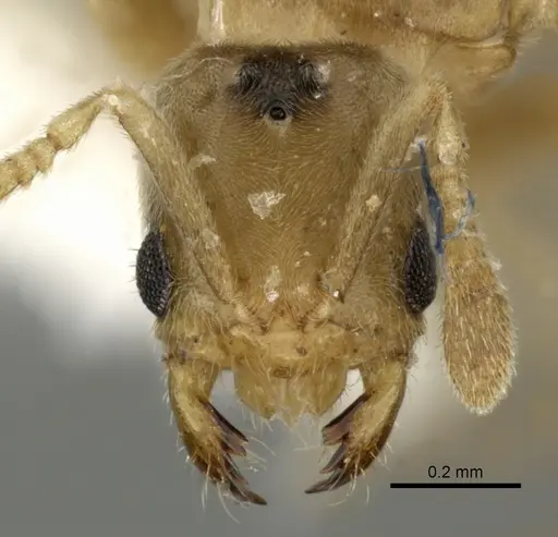 Acropyga panamensis specimen CASENT0611916 image casent0611916_2