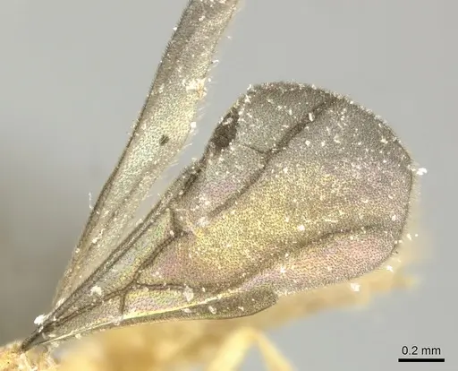 Acropyga panamensis specimen CASENT0611916 image casent0611916_4