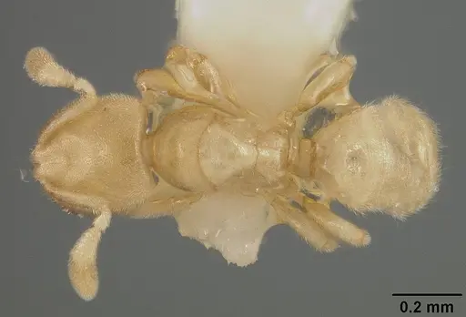 Acropyga panamensis specimen USNMENT00412320 image usnment00412320_1