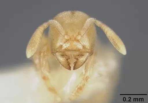 Acropyga panamensis specimen USNMENT00412320 image usnment00412320_2