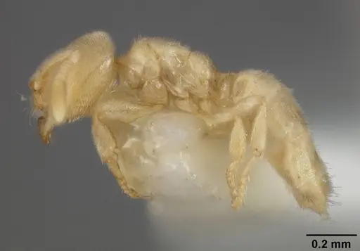 Acropyga panamensis specimen USNMENT00412320 image usnment00412320_3