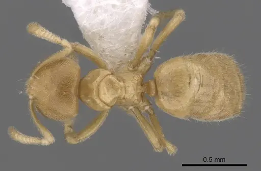 Acropyga parvidens specimen CASENT0249923 image casent0249923_1