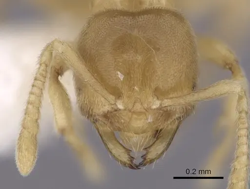 Acropyga parvidens specimen CASENT0249923 image casent0249923_2