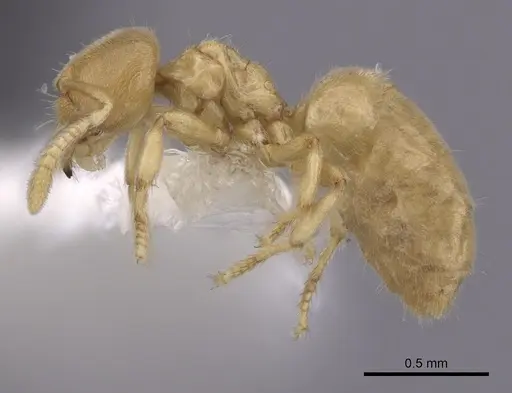 Acropyga parvidens specimen CASENT0249923 image casent0249923_3