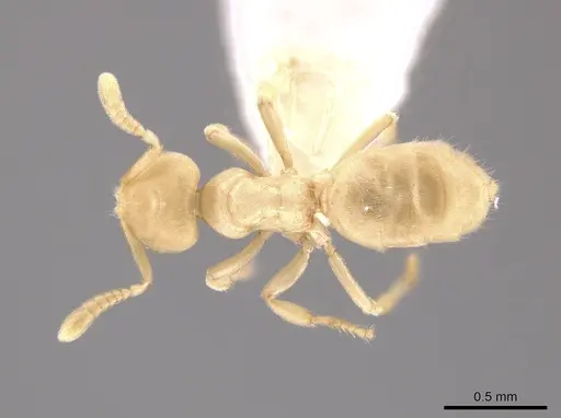 Acropyga parvidens specimen CASENT0630114 image casent0630114_1