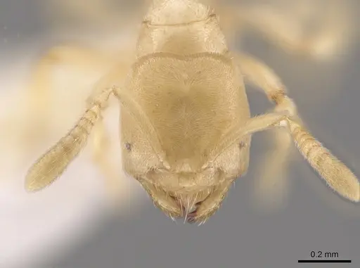 Acropyga parvidens specimen CASENT0630114 image casent0630114_2