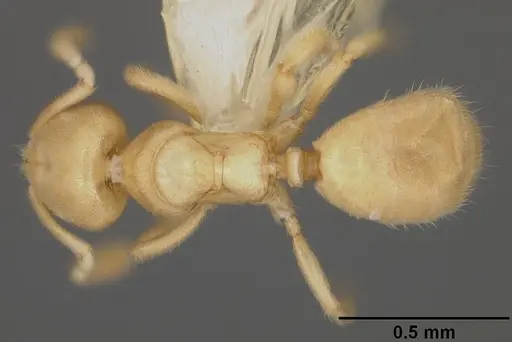 Acropyga romeo specimen USNMENT00441085 image usnment00441085_1