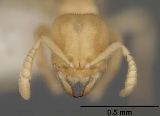 Acropyga romeo specimen USNMENT00441085 image usnment00441085_2