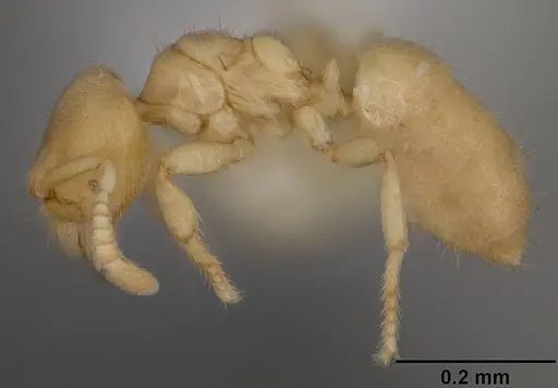 Acropyga romeo specimen USNMENT00441085 image usnment00441085_3