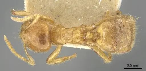Acropyga rubescens specimen CASENT0903175 image casent0903175_1