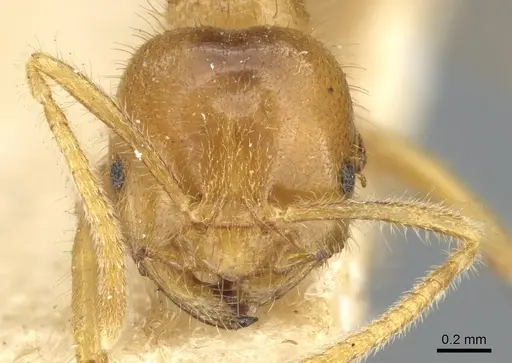 Acropyga rubescens specimen CASENT0903175 image casent0903175_2