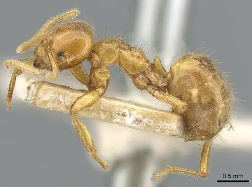 Acropyga rubescens specimen CASENT0903175 image casent0903175_3