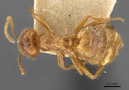 Acropyga rubescens specimen CASENT0909898 image casent0909898_1