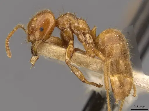 Acropyga rubescens specimen CASENT0909898 image casent0909898_3