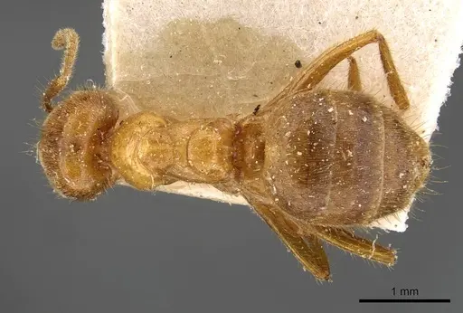 Acropyga rubescens specimen CASENT0909900 image casent0909900_1