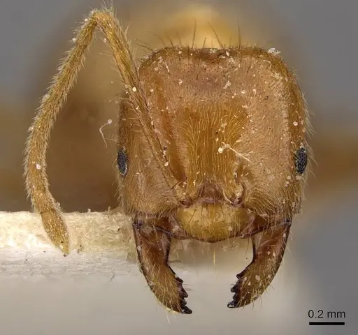 Acropyga rubescens specimen CASENT0909900 image casent0909900_2