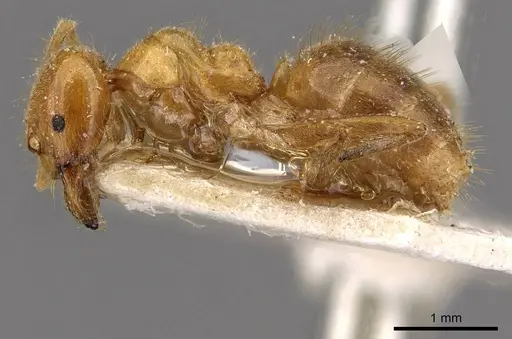 Acropyga rubescens specimen CASENT0909900 image casent0909900_3