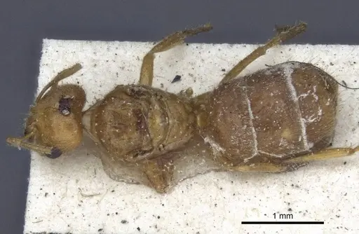 Acropyga rubescens specimen CASENT0916667 image casent0916667_1