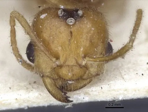 Acropyga rubescens specimen CASENT0916667 image casent0916667_2
