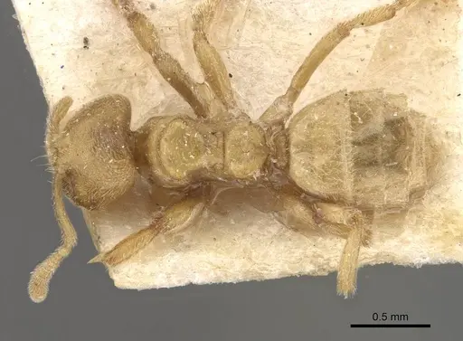 Acropyga sauteri specimen CASENT0909907 image casent0909907_1