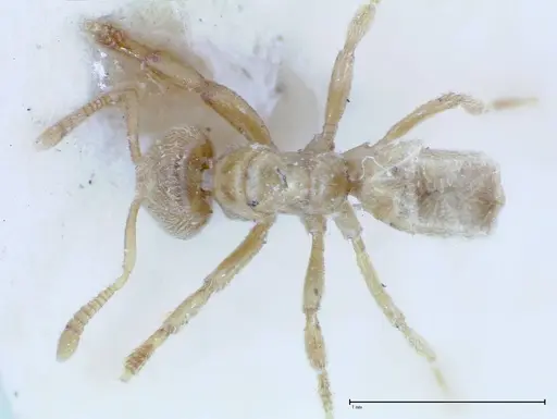 Acropyga sauteri specimen FOCOL0156 image focol0156_1