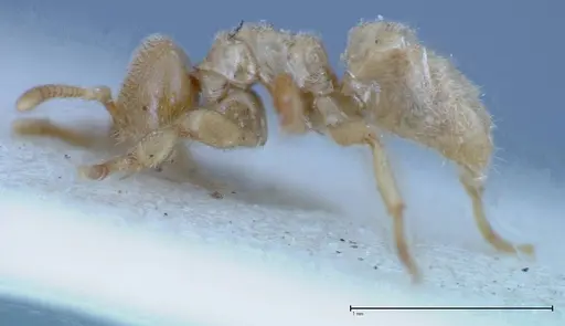 Acropyga sauteri specimen FOCOL0156 image focol0156_3