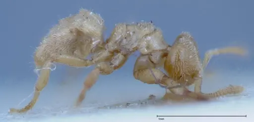 Acropyga sauteri specimen FOCOL0156 image focol0156_4