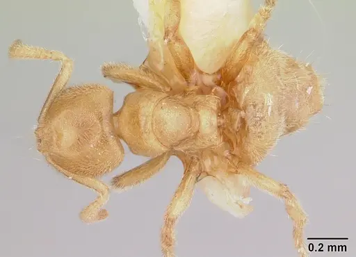 Acropyga silvestrii specimen CASENT0178254 image casent0178254_1