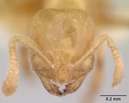 Acropyga silvestrii specimen CASENT0178254 image casent0178254_2
