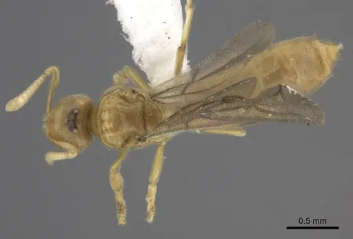 Acropyga silvestrii specimen CASENT0235250 image casent0235250_1