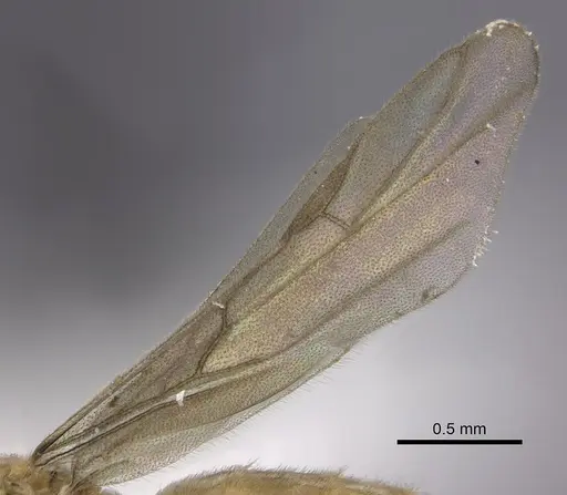 Acropyga silvestrii specimen CASENT0235250 image casent0235250_4