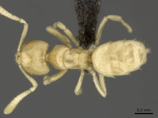 Acropyga silvestrii specimen CASENT0235344 image casent0235344_1