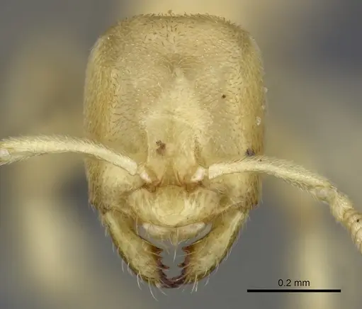Acropyga silvestrii specimen CASENT0235344 image casent0235344_2