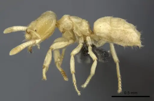 Acropyga silvestrii specimen CASENT0235344 image casent0235344_3