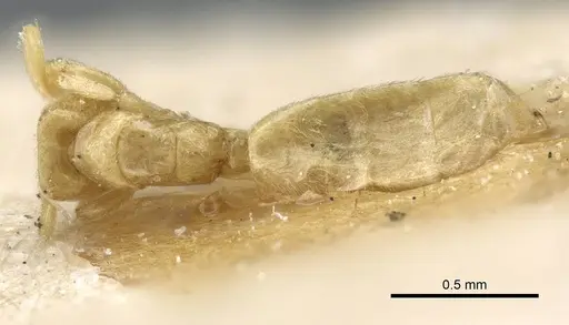 Acropyga silvestrii specimen CASENT0905164 image casent0905164_1