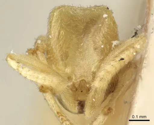 Acropyga silvestrii specimen CASENT0905164 image casent0905164_2