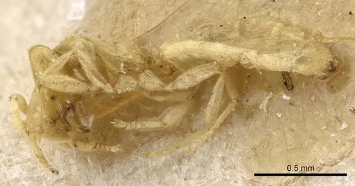 Acropyga silvestrii specimen CASENT0905164 image casent0905164_3
