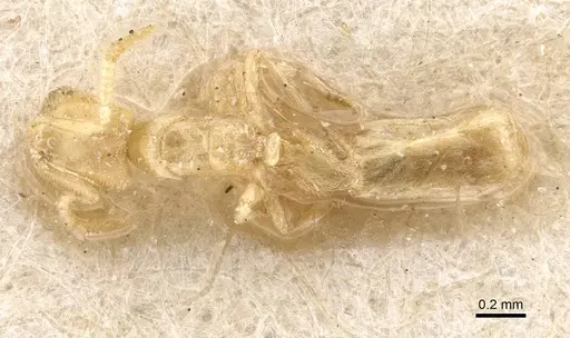 Acropyga silvestrii specimen CASENT0909910 image casent0909910_1