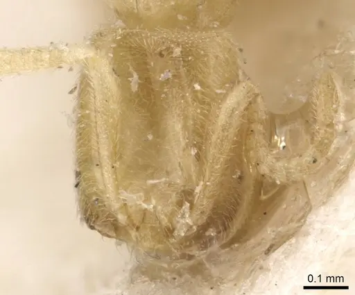 Acropyga silvestrii specimen CASENT0909910 image casent0909910_2